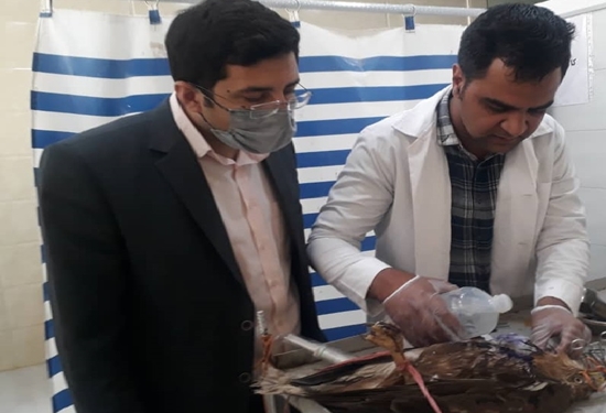 معاینه و درمان یک بهله پرنده شکاری در شهرستان باخرز